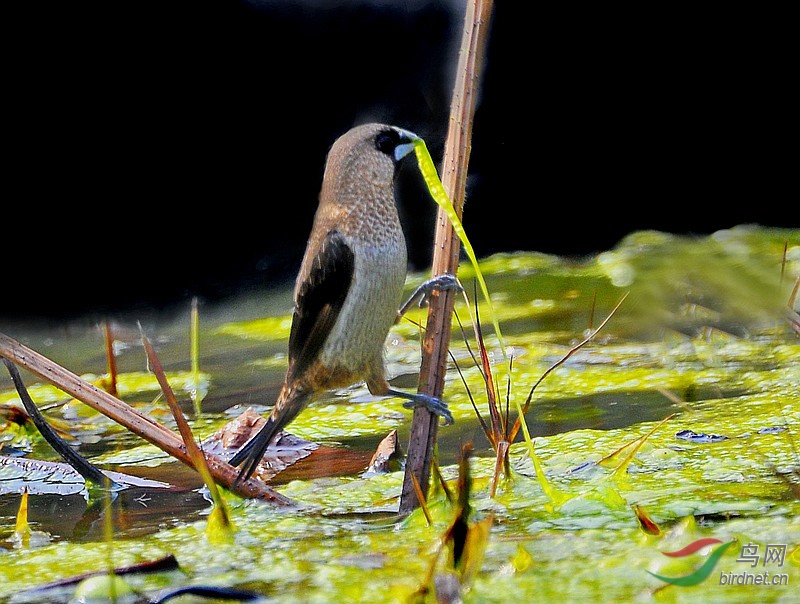 小小鸟儿很可爱它把青苔当盘菜