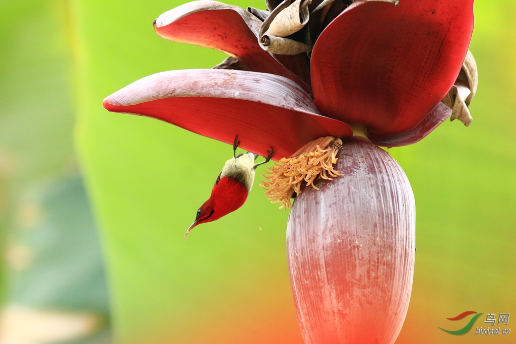 芭蕉花上一点红