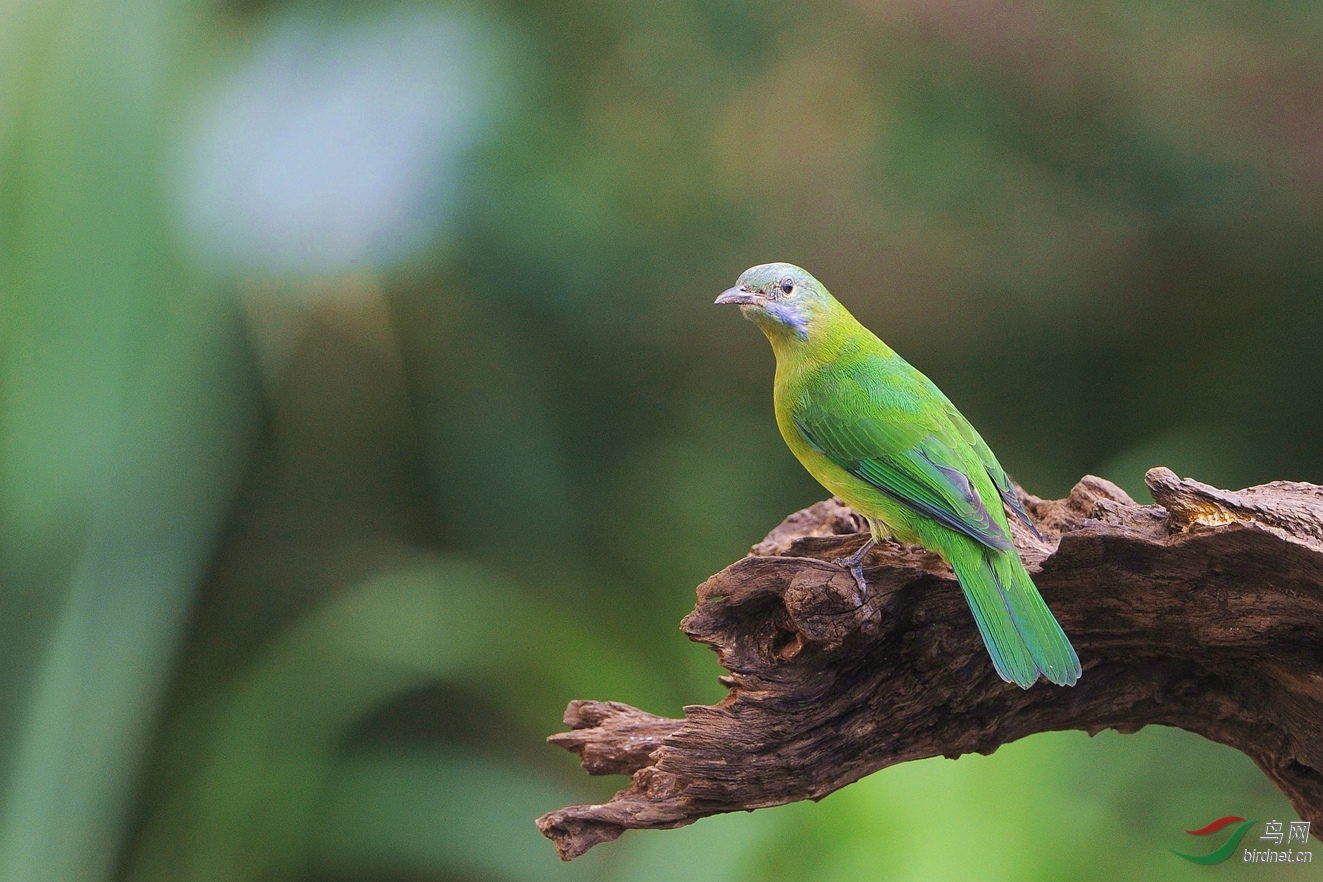 请教 大绿雀鹎?橙腹叶鹎?谢谢