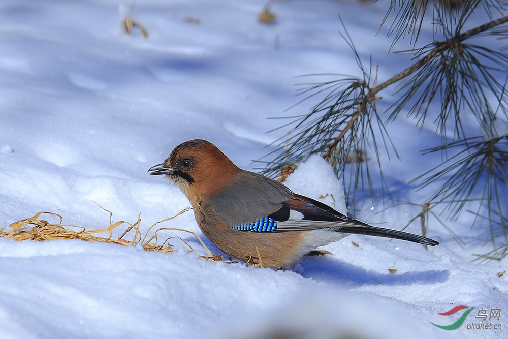 在雪地上觅食的松鸦