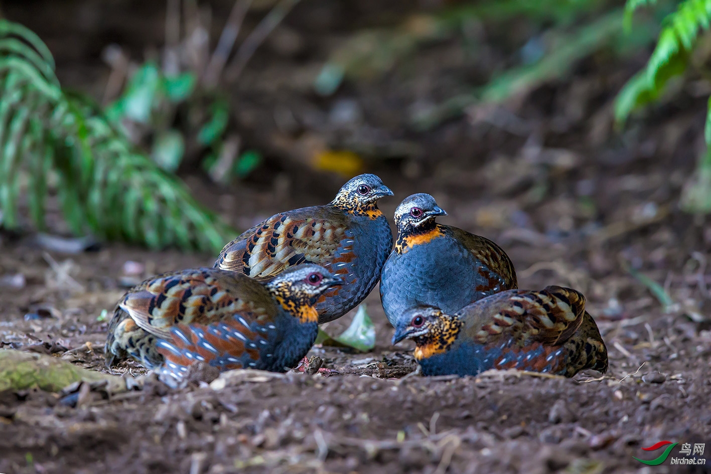 萍水相逢      红喉山鹧鸪.jpg