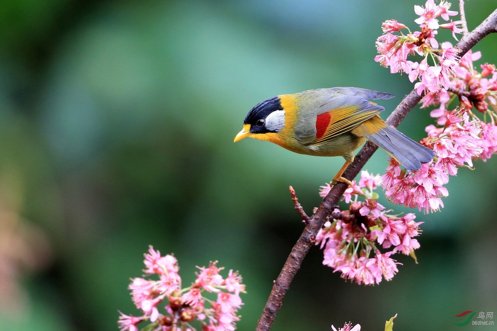 银耳相思鸟(花鸟图)
