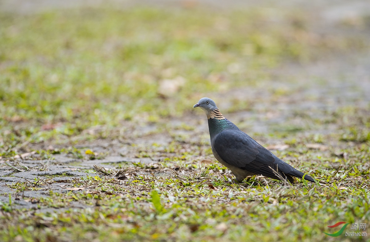 灰林鸽鸟网首帖