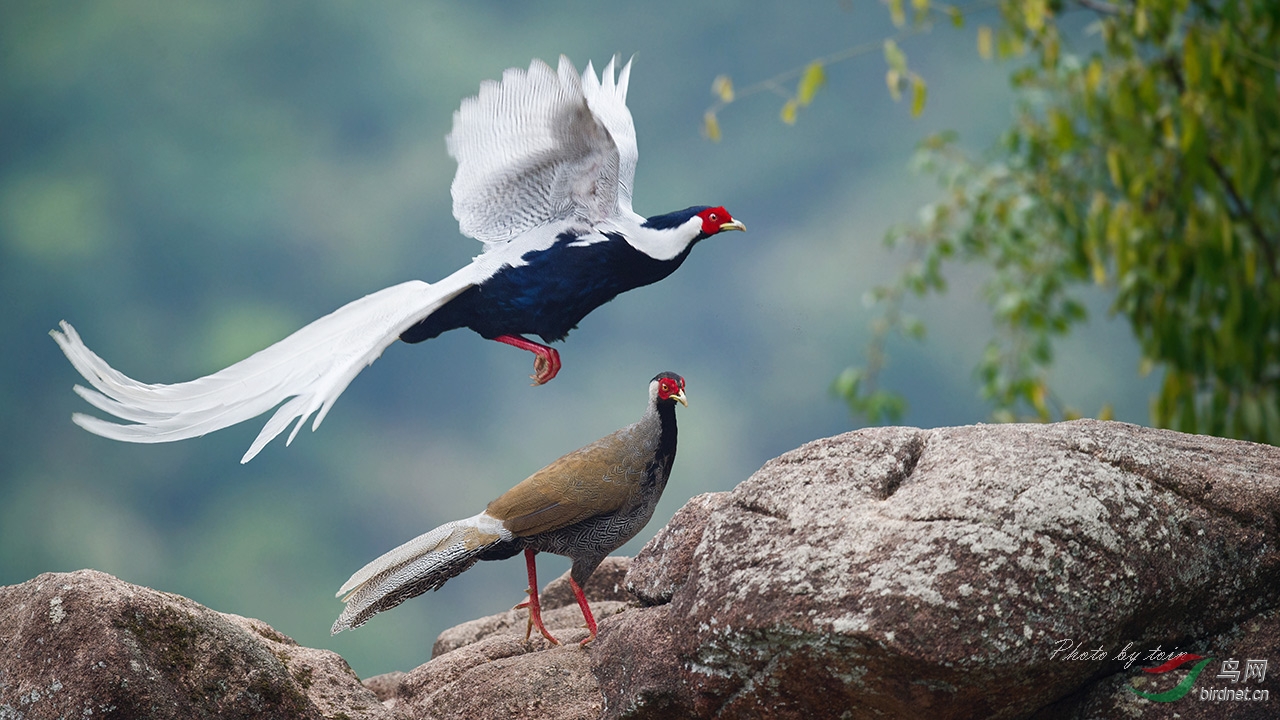 白鹇白鹇祝贺图1荣登鸟网首页精华图片