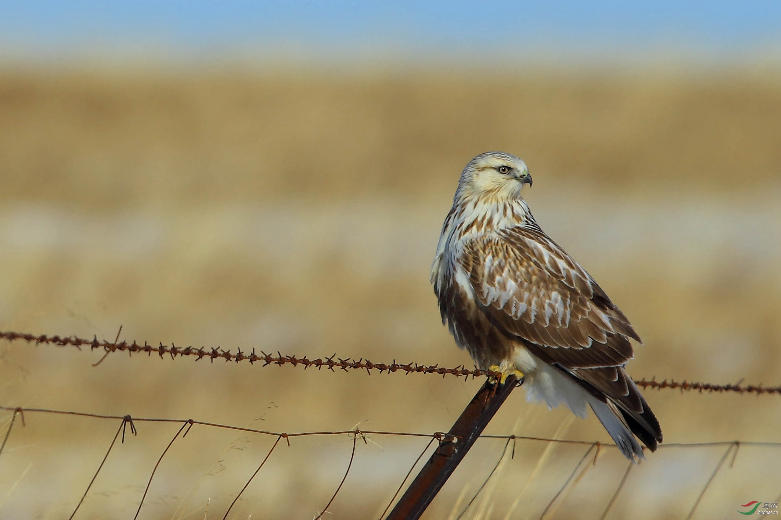 毛脚鵟呼伦贝尔草原毛脚 