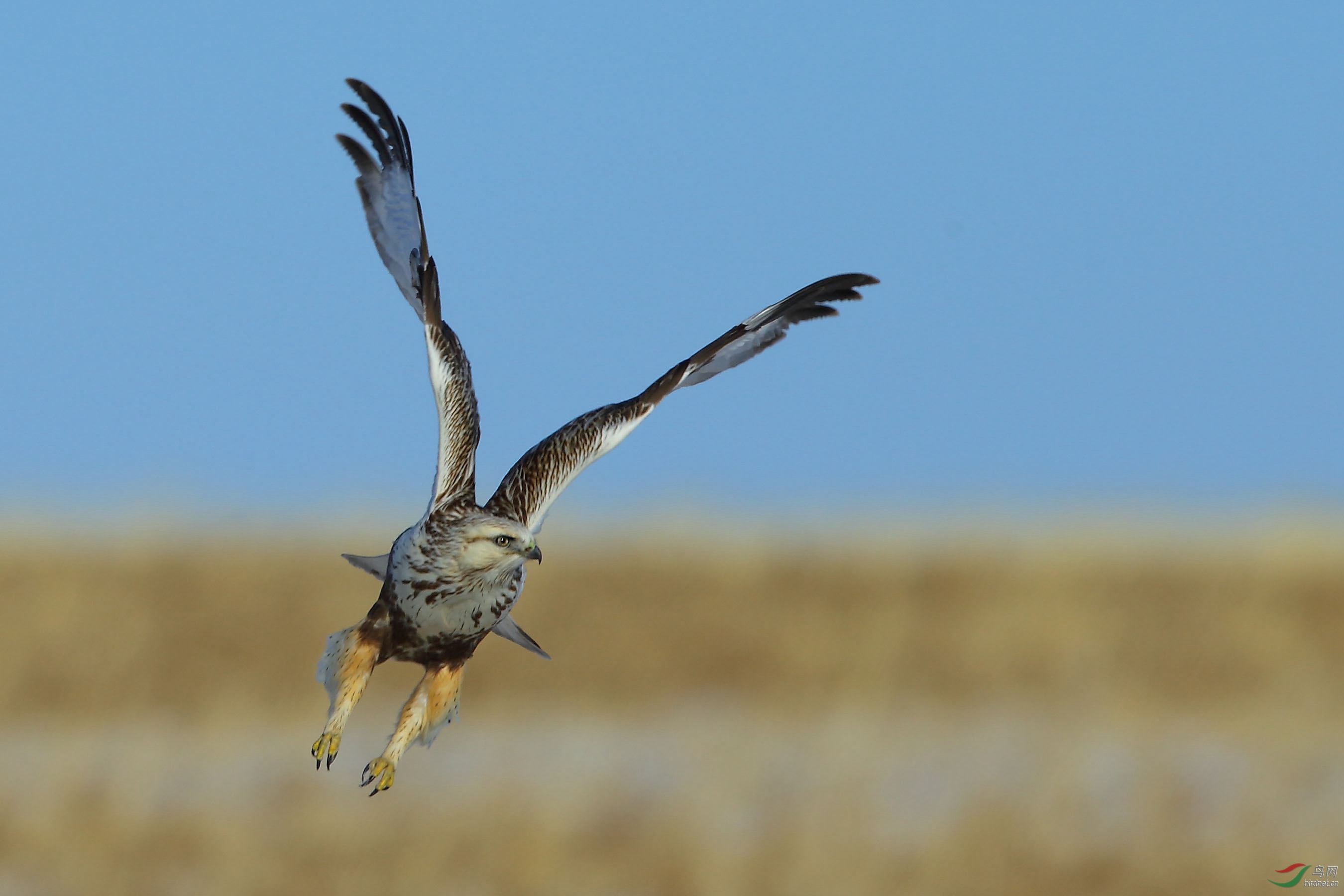 毛脚鵟呼伦贝尔草原毛脚 