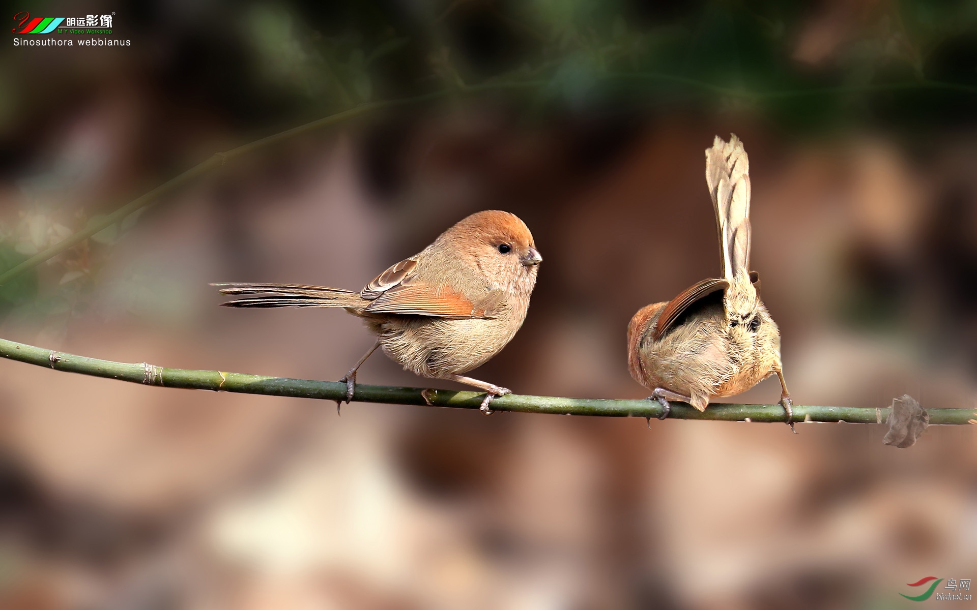 每日一拍之棕头鸦雀摄于江苏南京紫金山