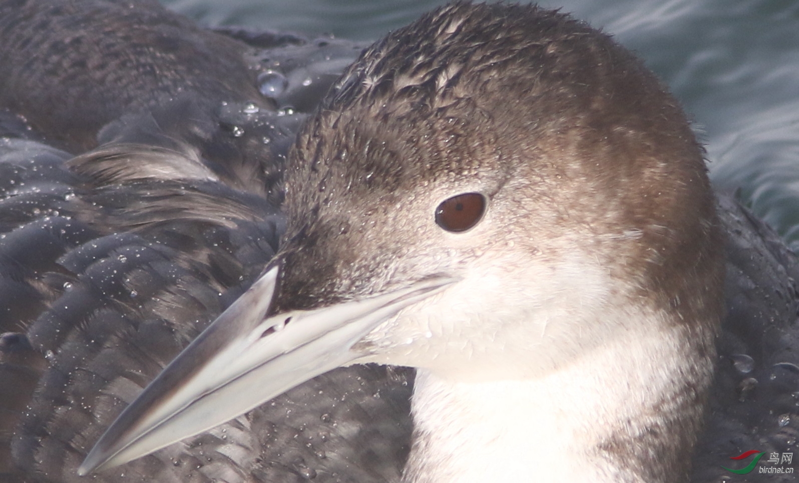 ISO400, f8 1/640 +1/3 MA +5