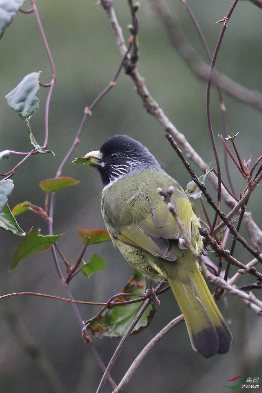 祝安徽的鸟友们新春快乐