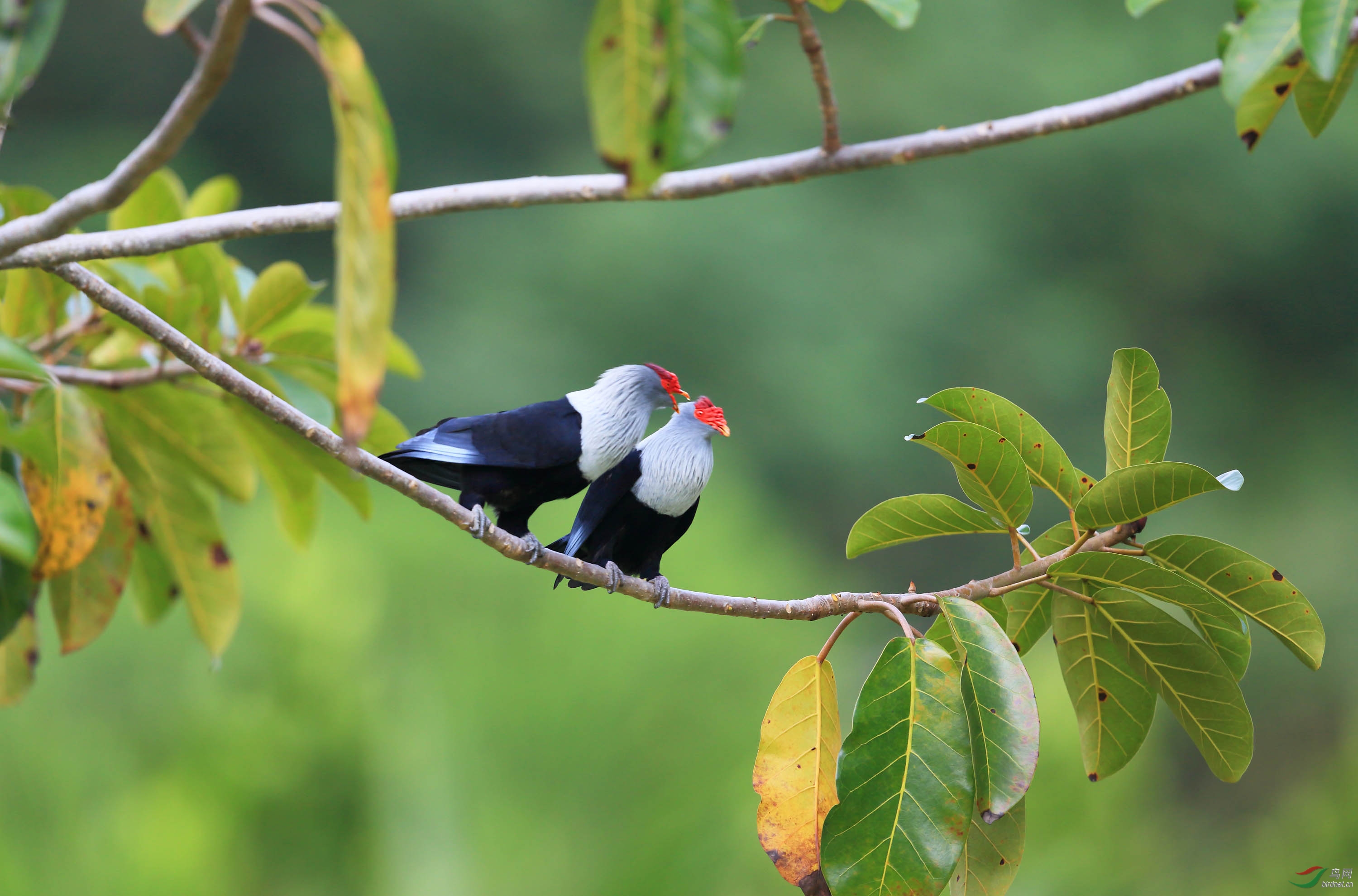 红冠蓝鸠的幸福生活