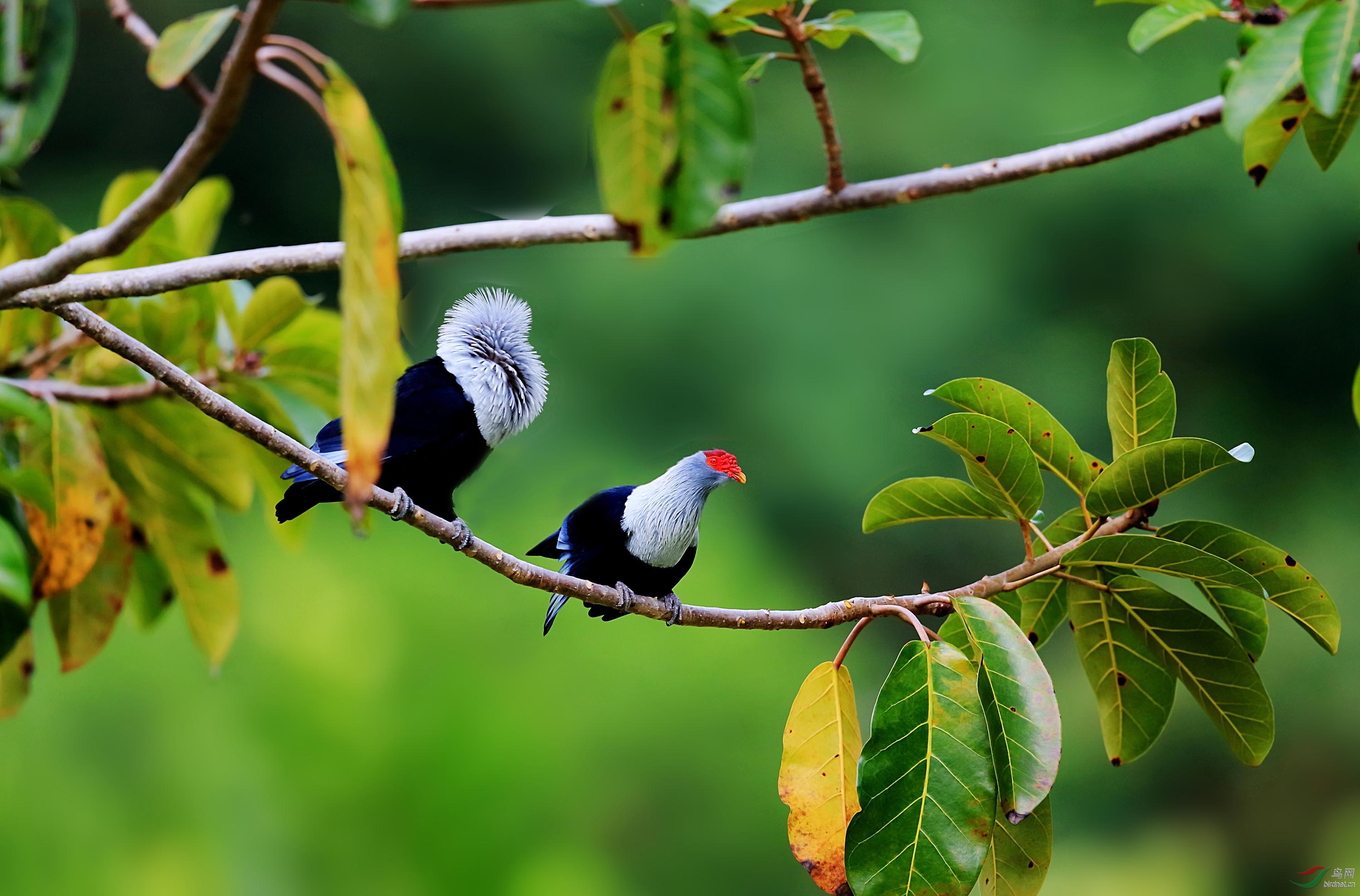 红冠蓝鸠的幸福生活