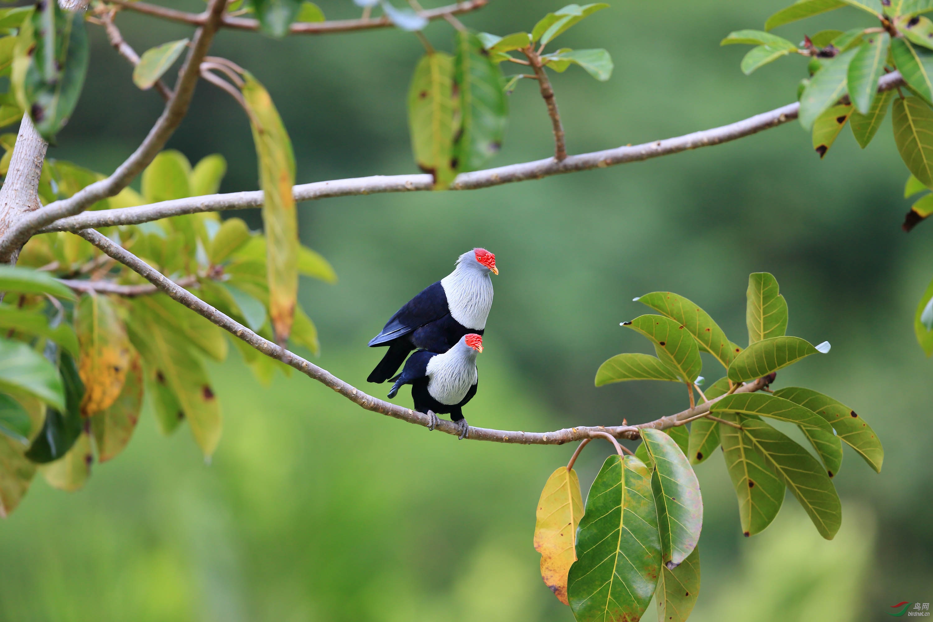 红冠蓝鸠的幸福生活