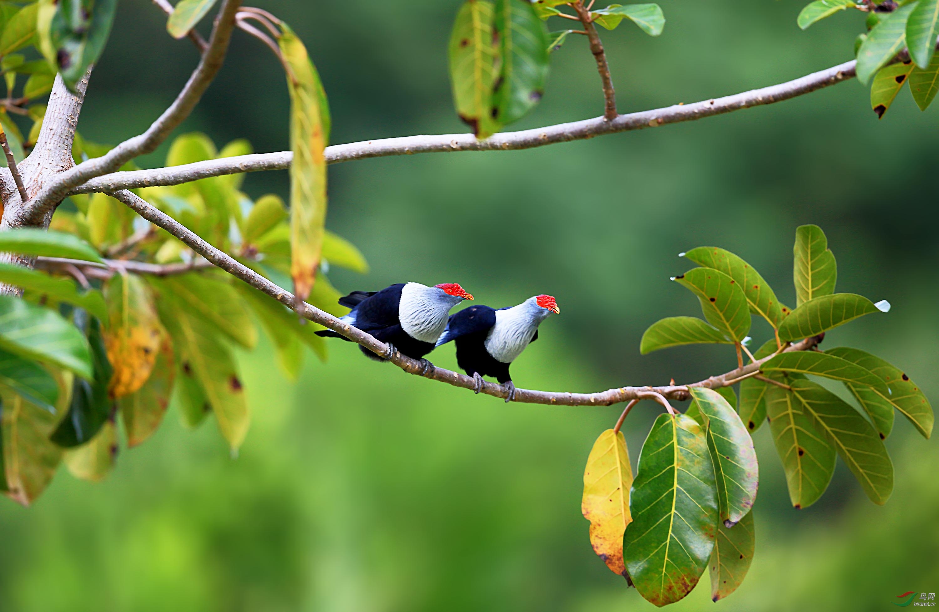 红冠蓝鸠的幸福生活