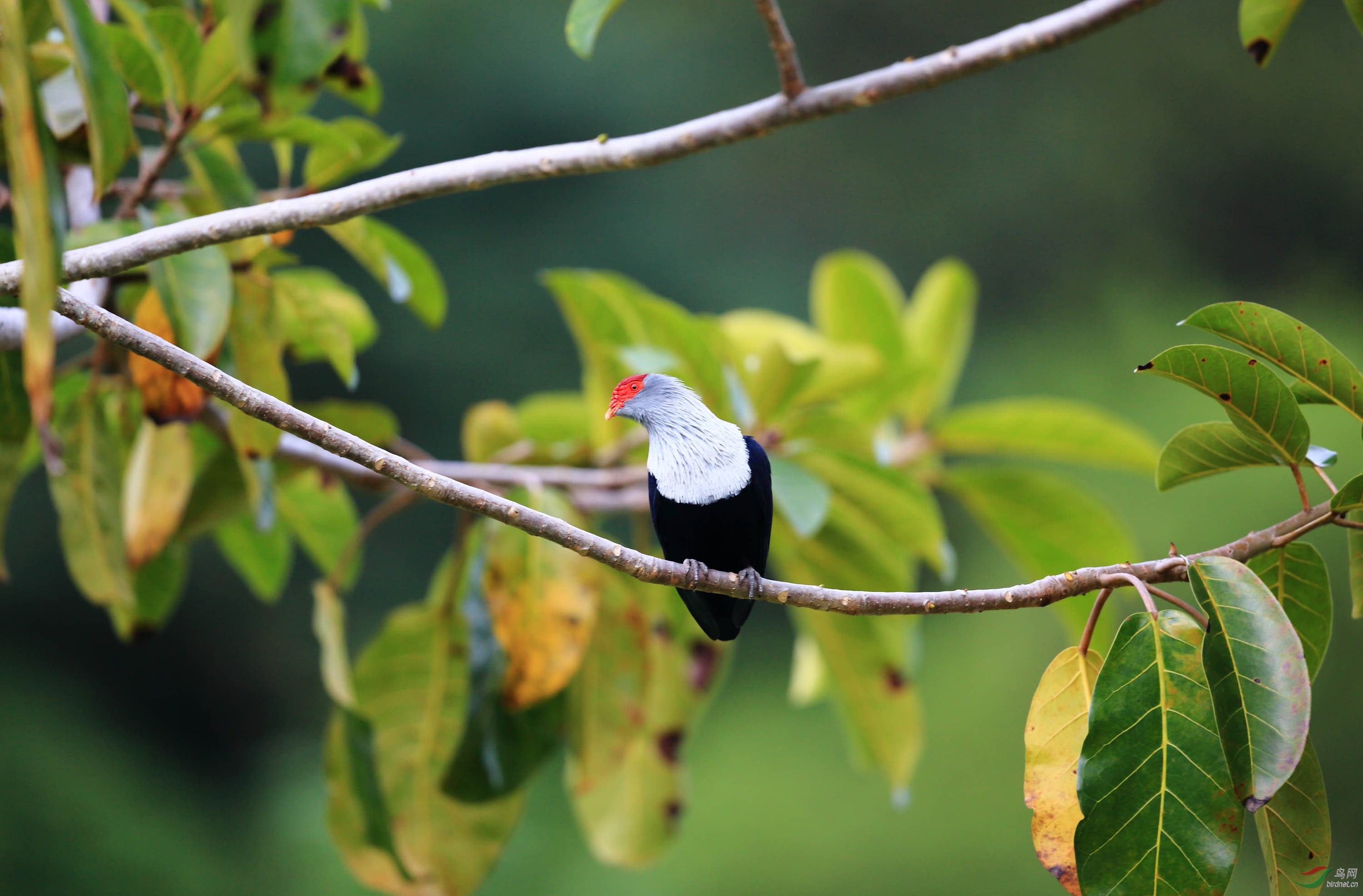 红冠蓝鸠的幸福生活
