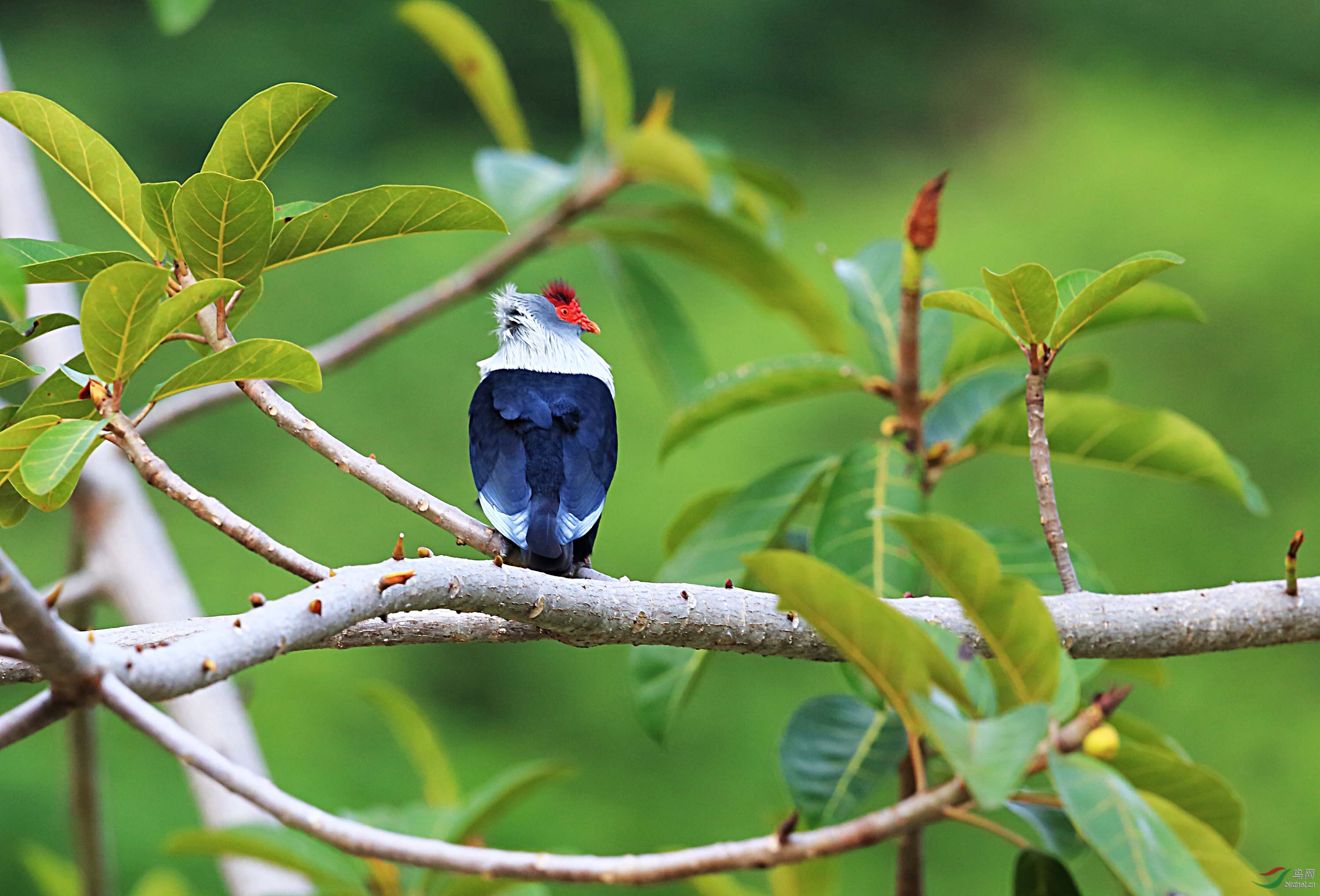 红冠蓝鸠的幸福生活