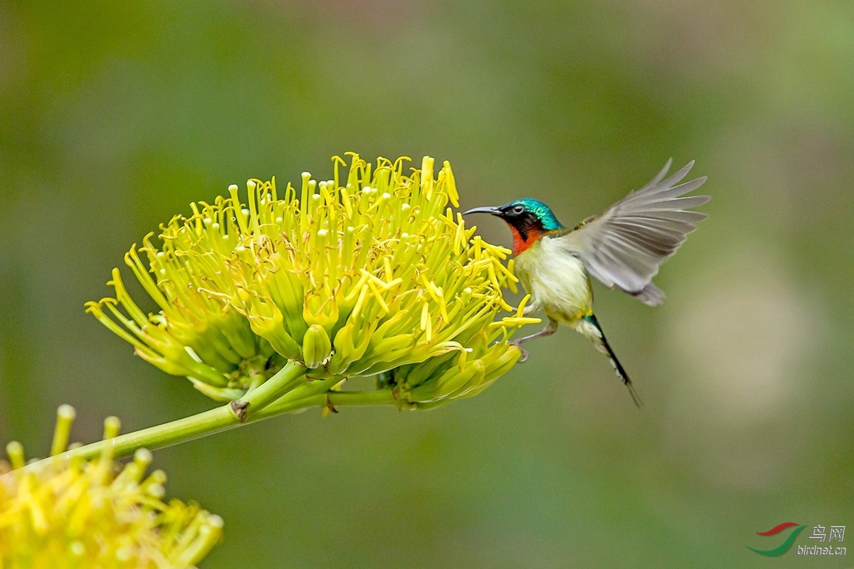 飞向龙舌兰上采花粉的太阳鸟