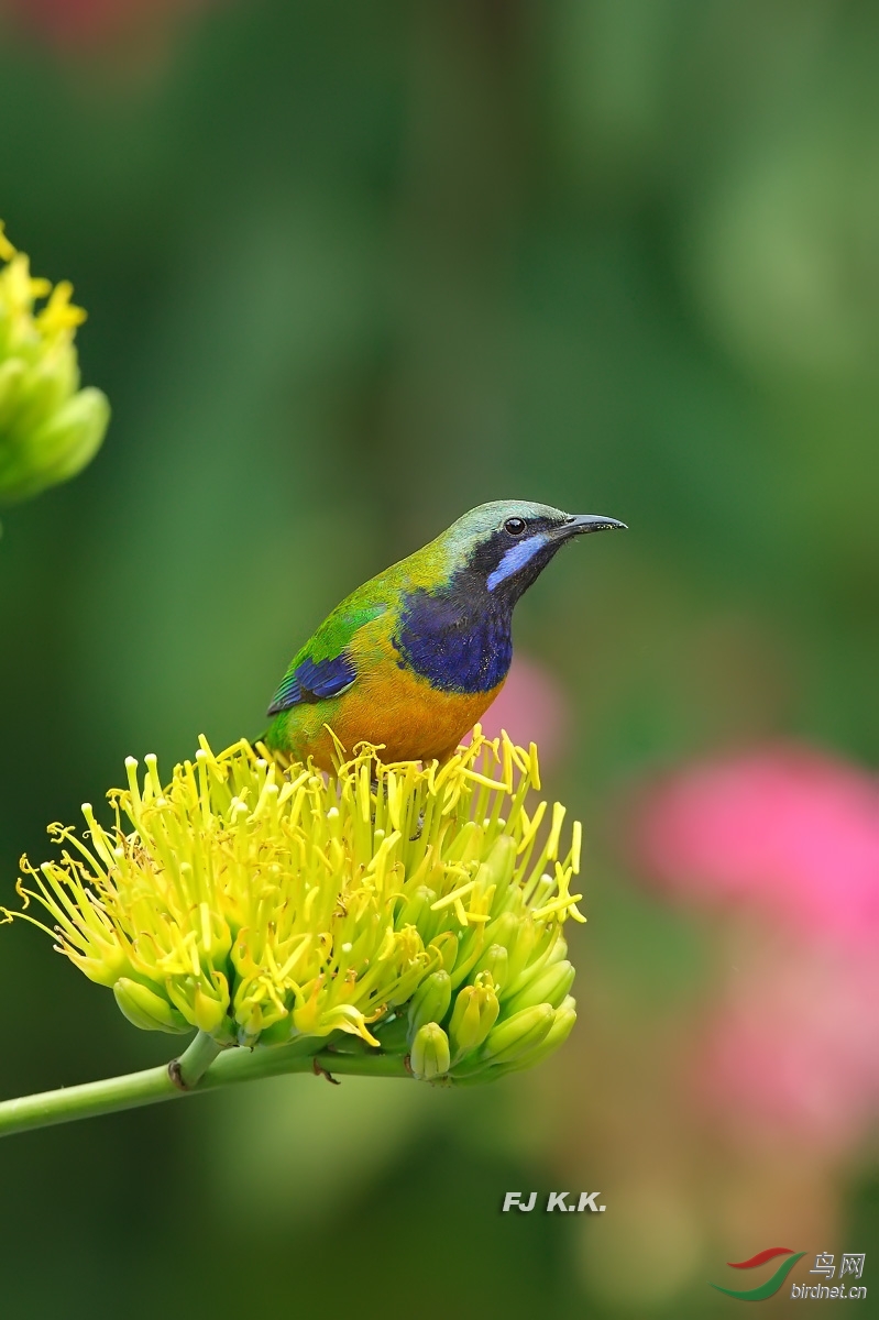 橙腹叶鹎贺新春