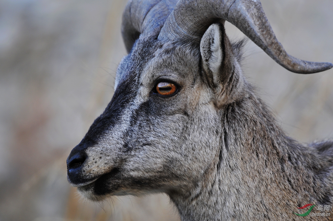 岩羊祝福祝各位老师羊年吉祥
