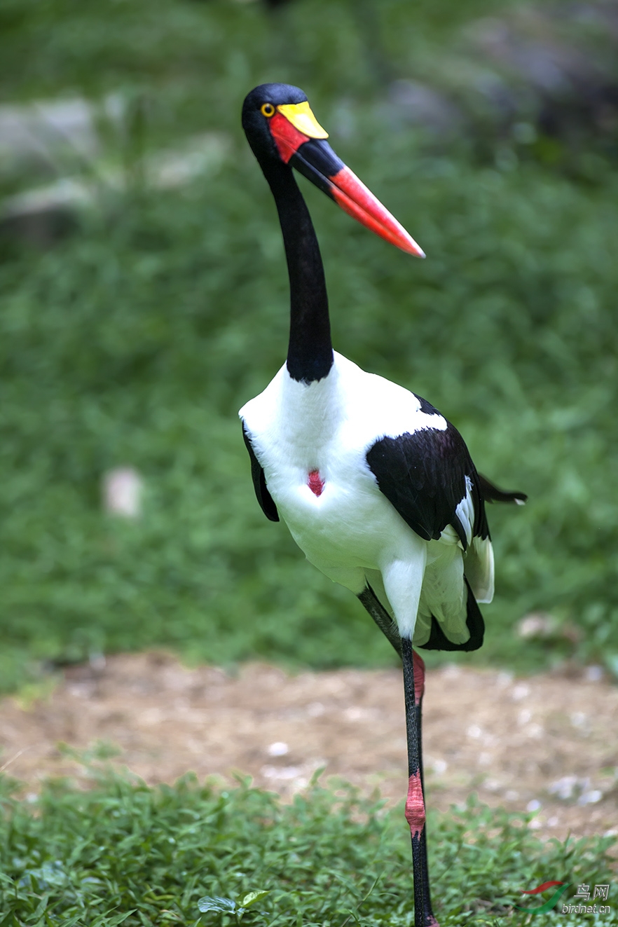 鞍嘴鹳-----给上海版朋友们拜大年了 !