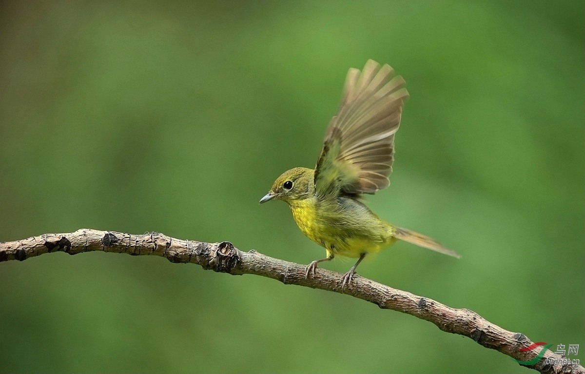 一组绿色的小鸟