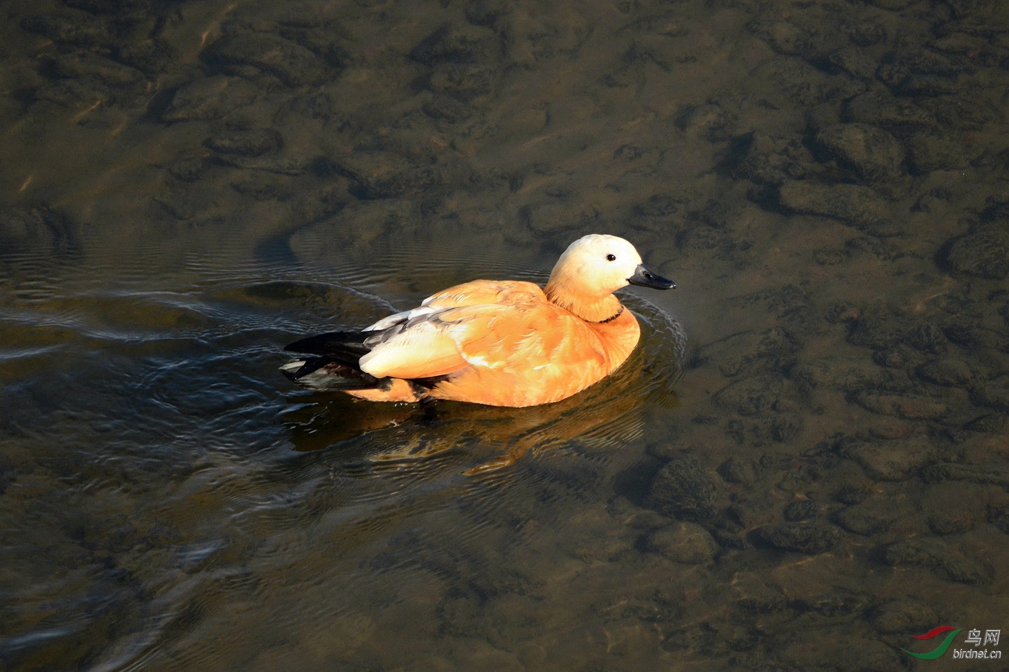 俯瞰赤鸭更憨萌