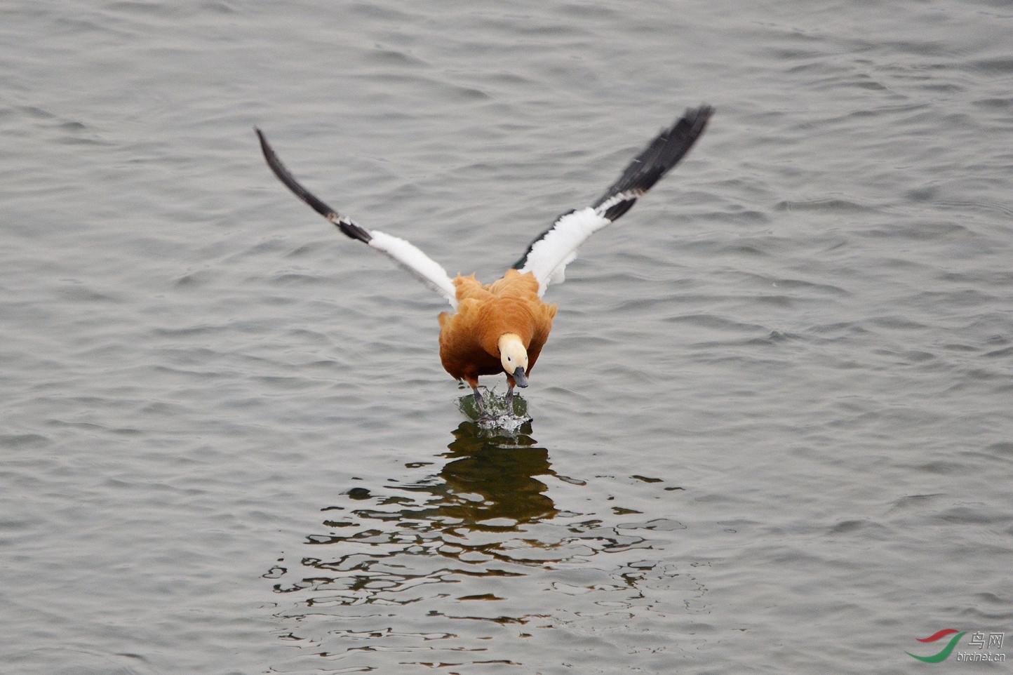 俯拍迎面一落鸭