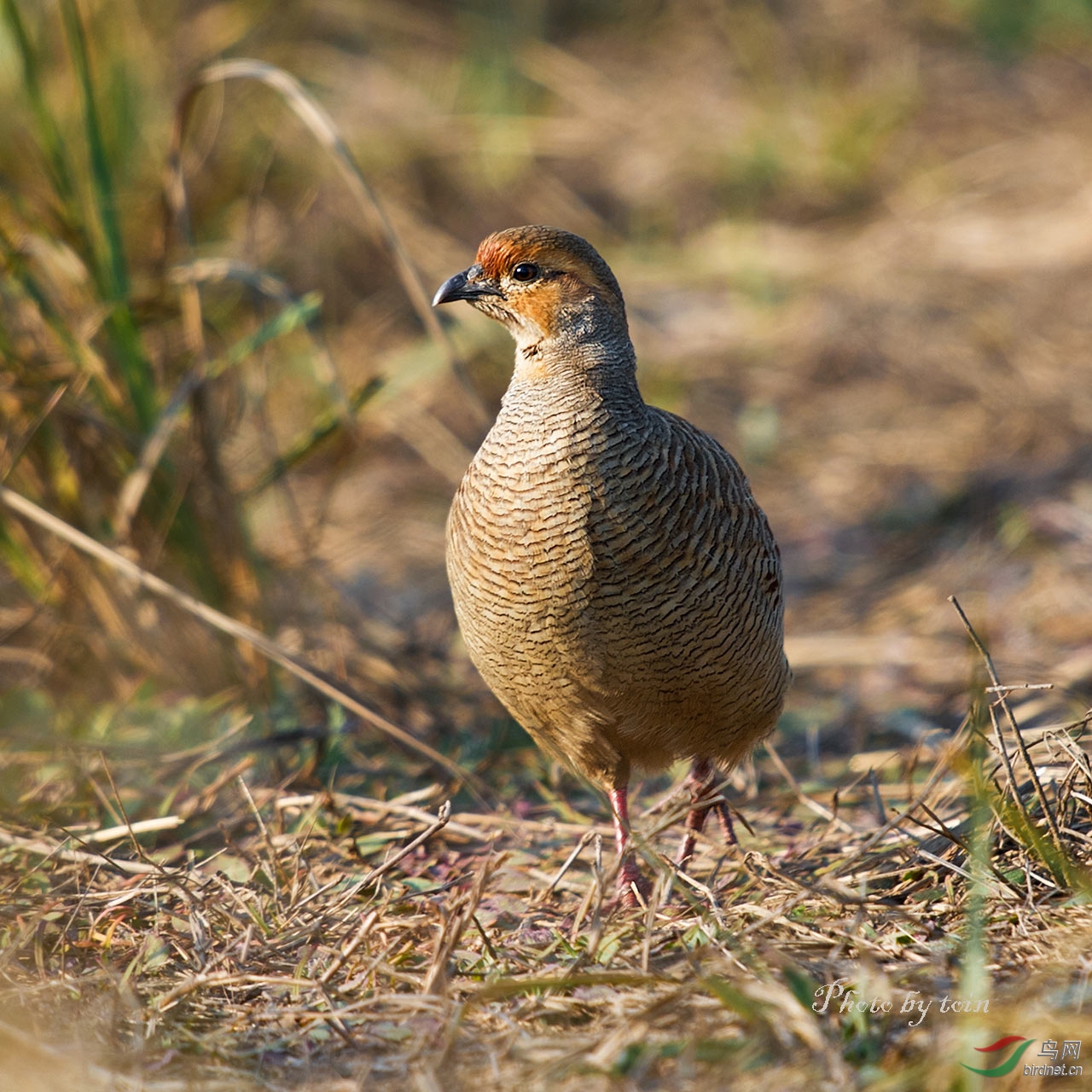 (灰鹧鸪)灰鹧鸪!