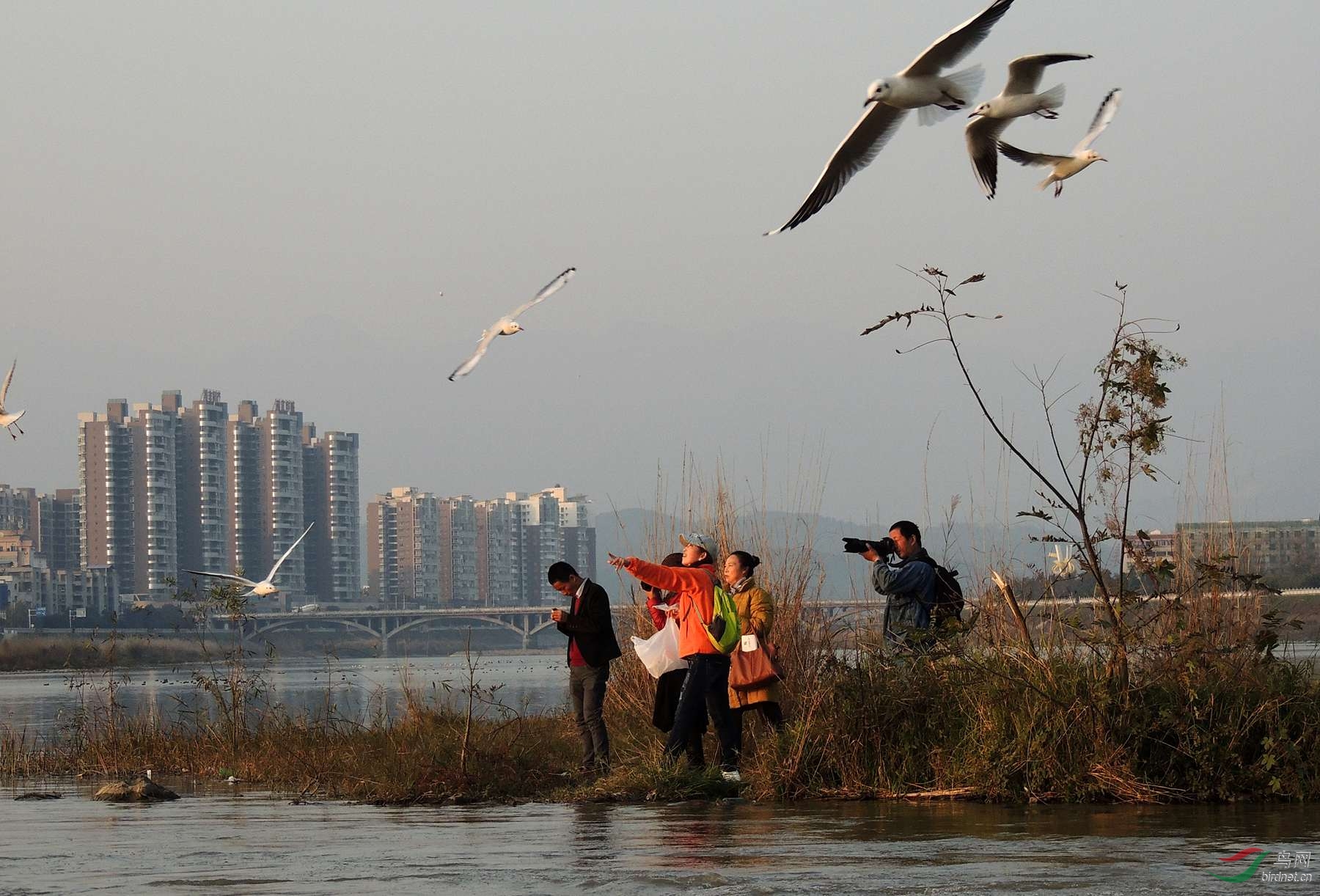 人与鸟和谐共处祝鸟友们羊年大吉