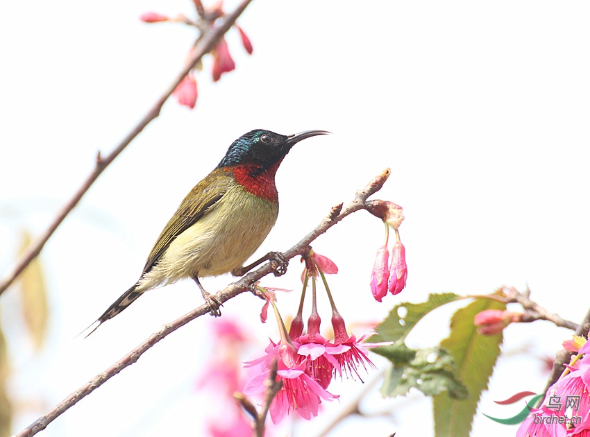 迎春花祝贺鸟友新年快乐