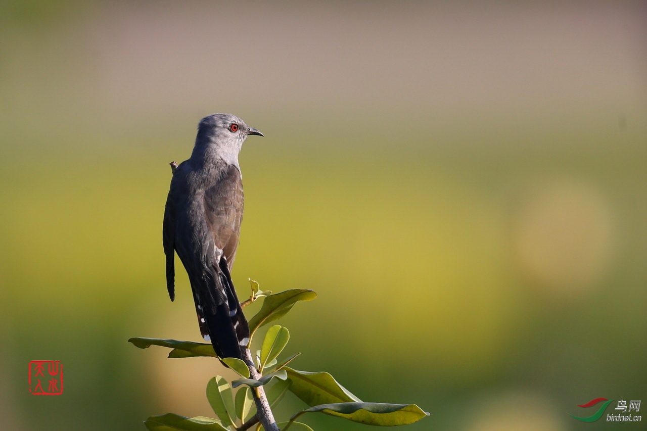 2015.02.06�����Ȼ���������԰���� (203)����.JPG