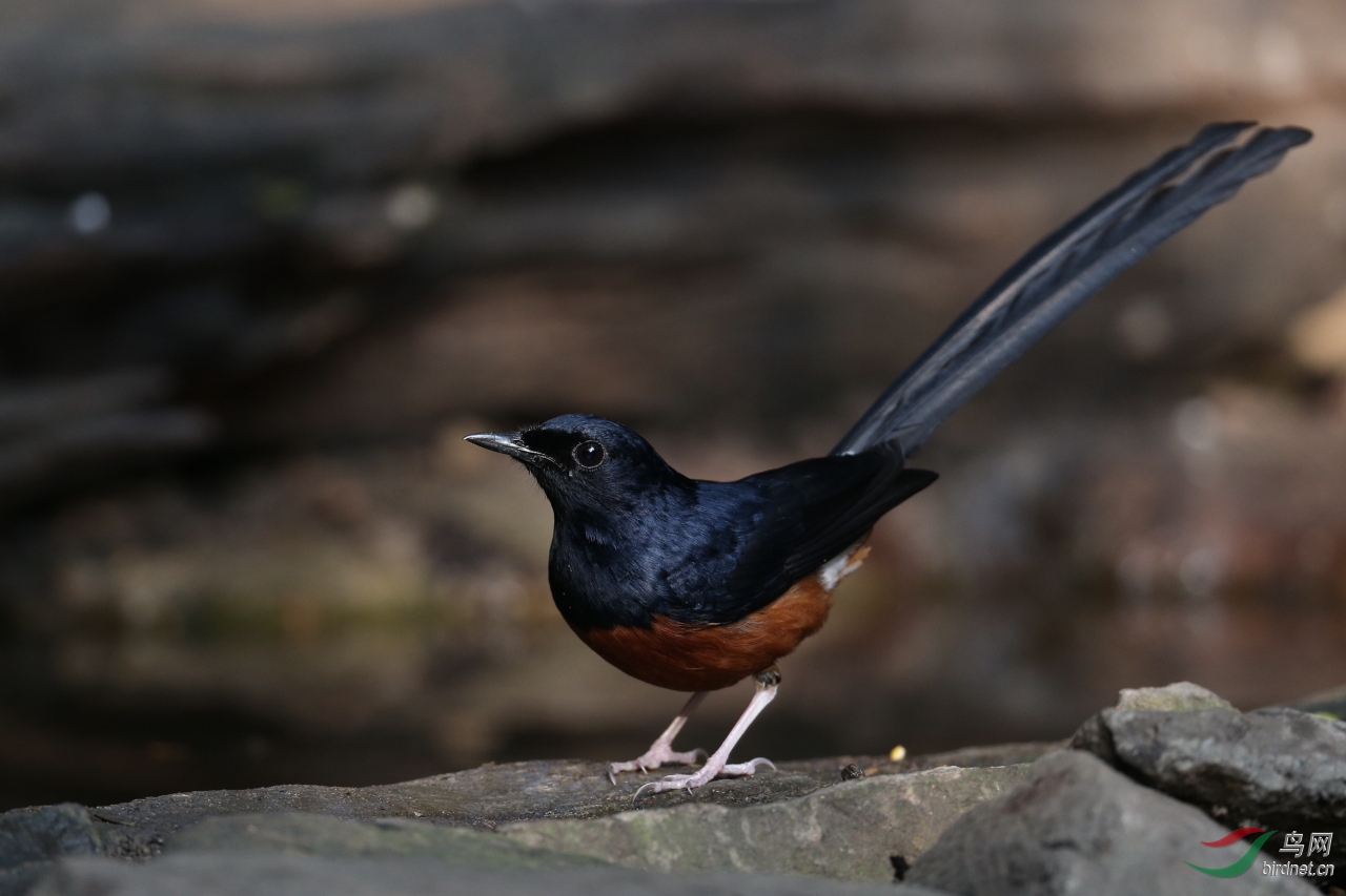 01.30(泰国岗卡章国家公园外老爷爷家鸟点) (148)副本.jpg