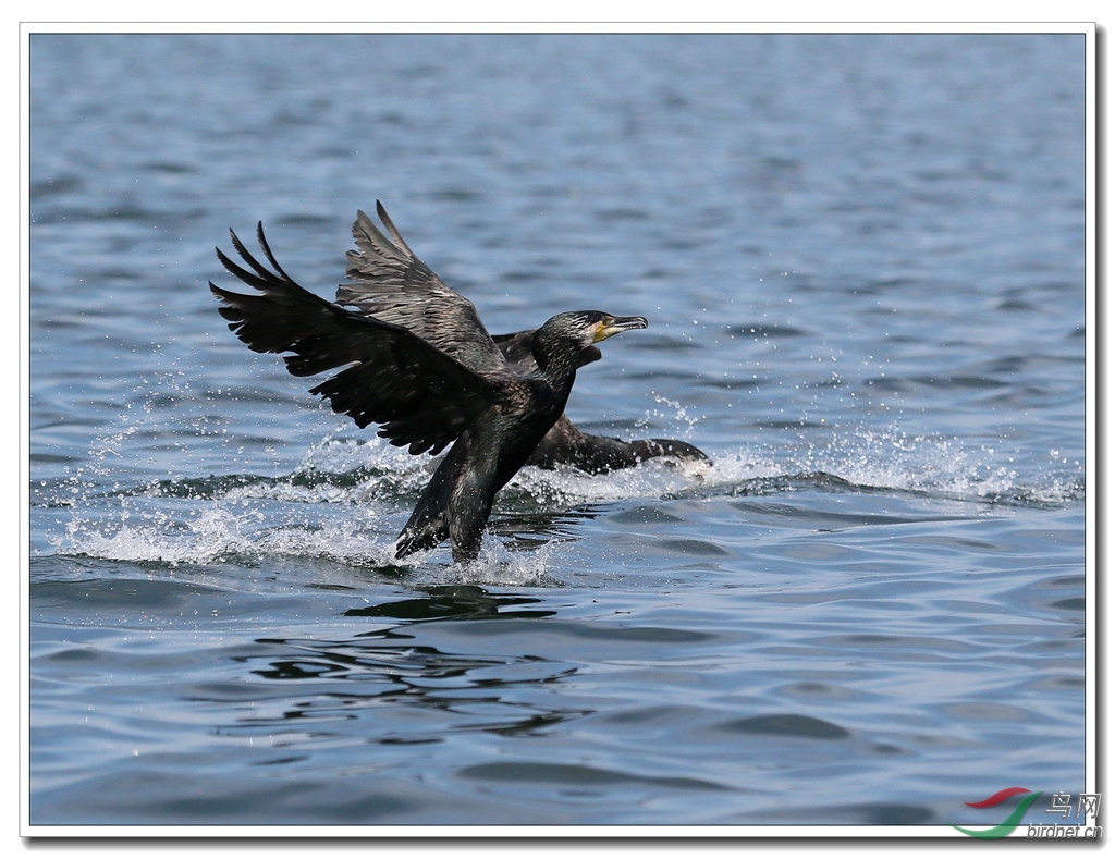 洱海鱼鹰