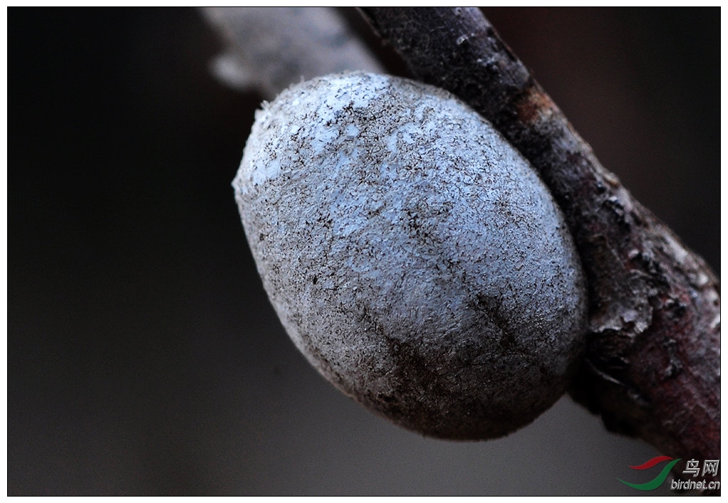 堡垒------特殊的虫巢