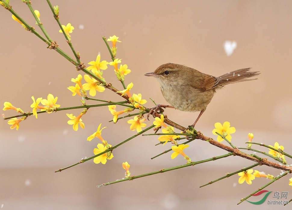 远东树莺迎春花