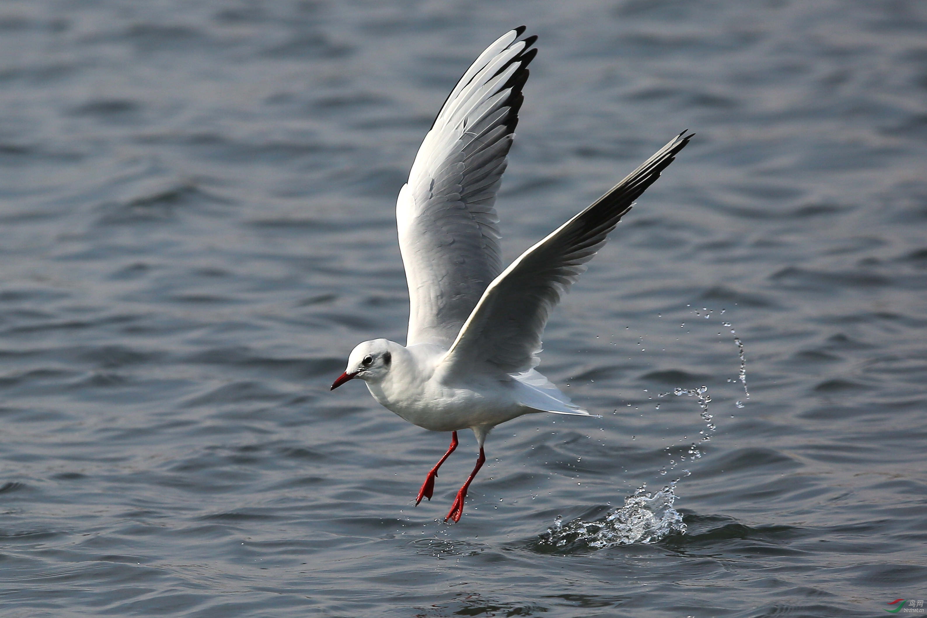 红嘴鸥