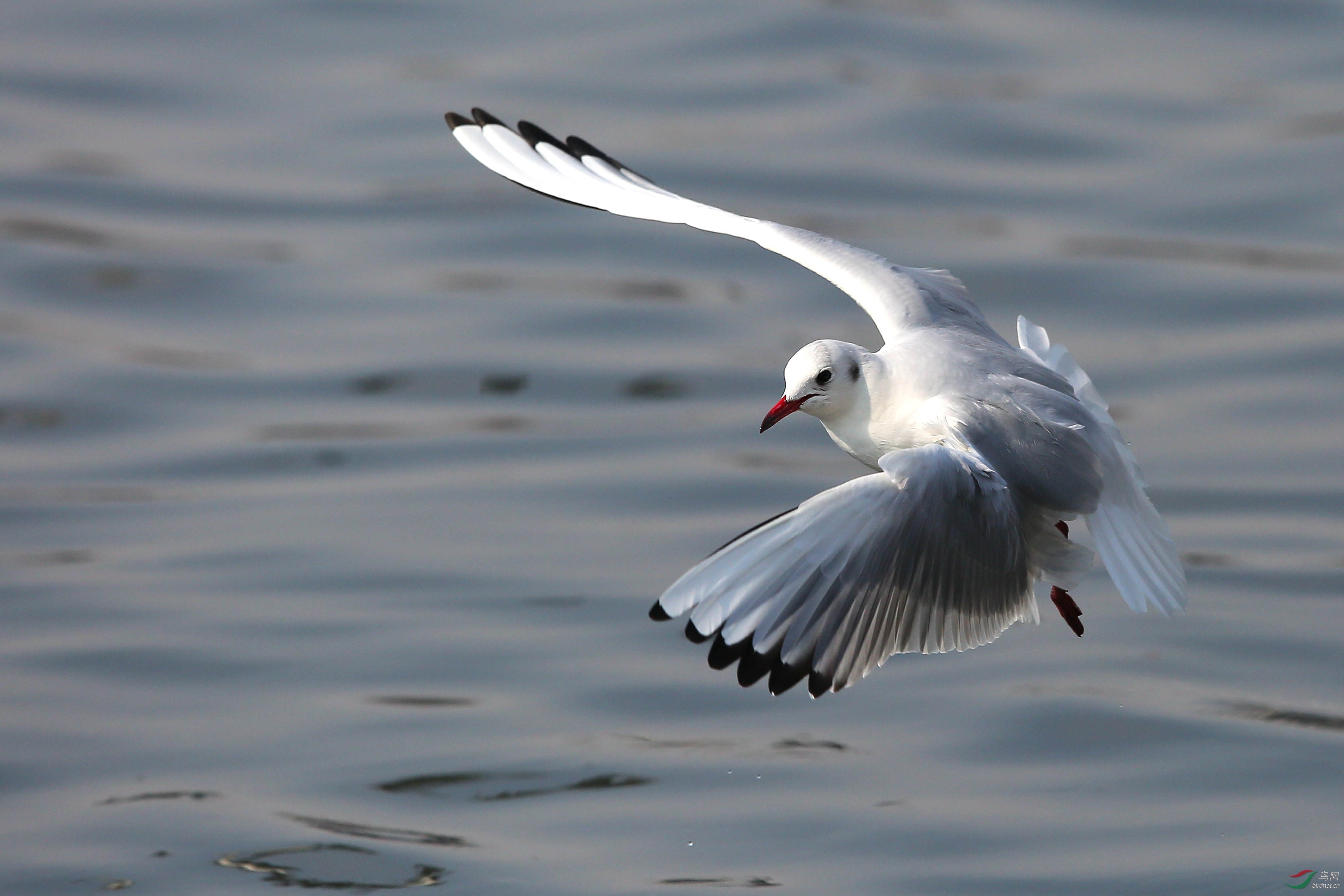 红嘴鸥