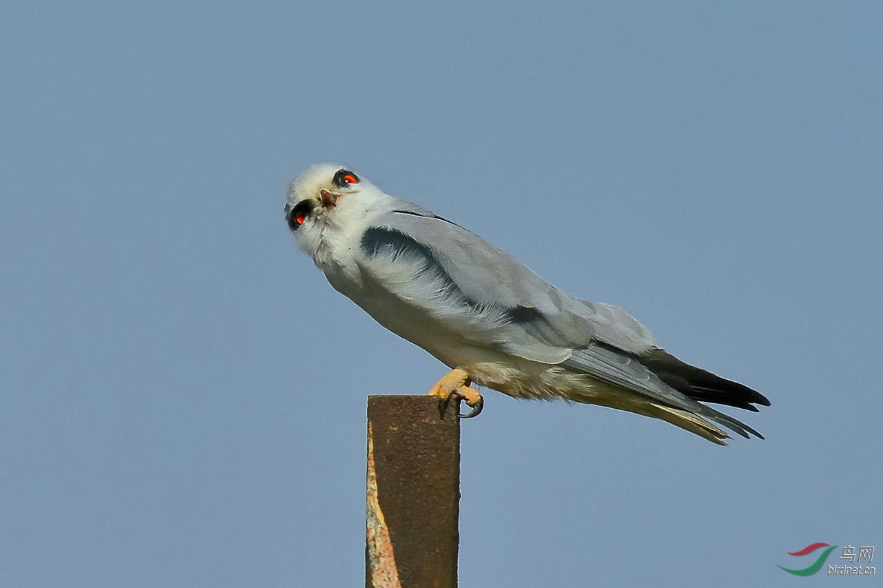 它有着美丽且凶狠的红眼睛 (黑翅鸢)