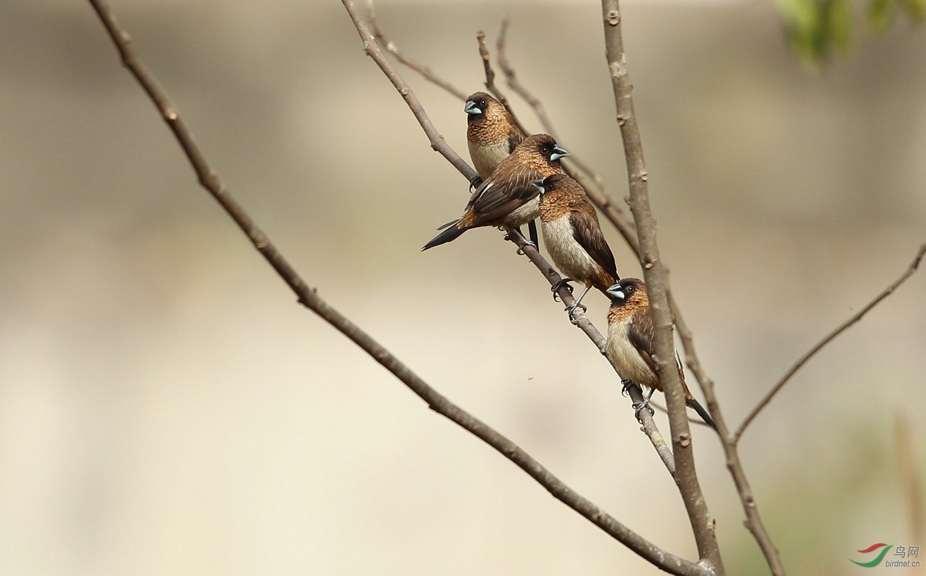亲亲热热小小鸟
