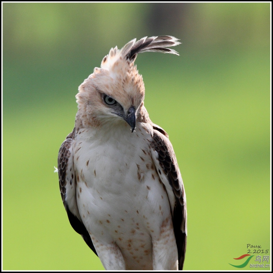 斯里兰卡的美少年 - 凤头鹰雕幼鸟(淡色形)