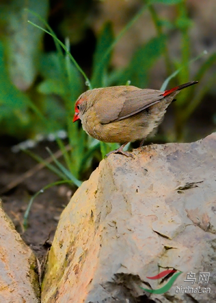 红嘴火雀雄,雌鸟