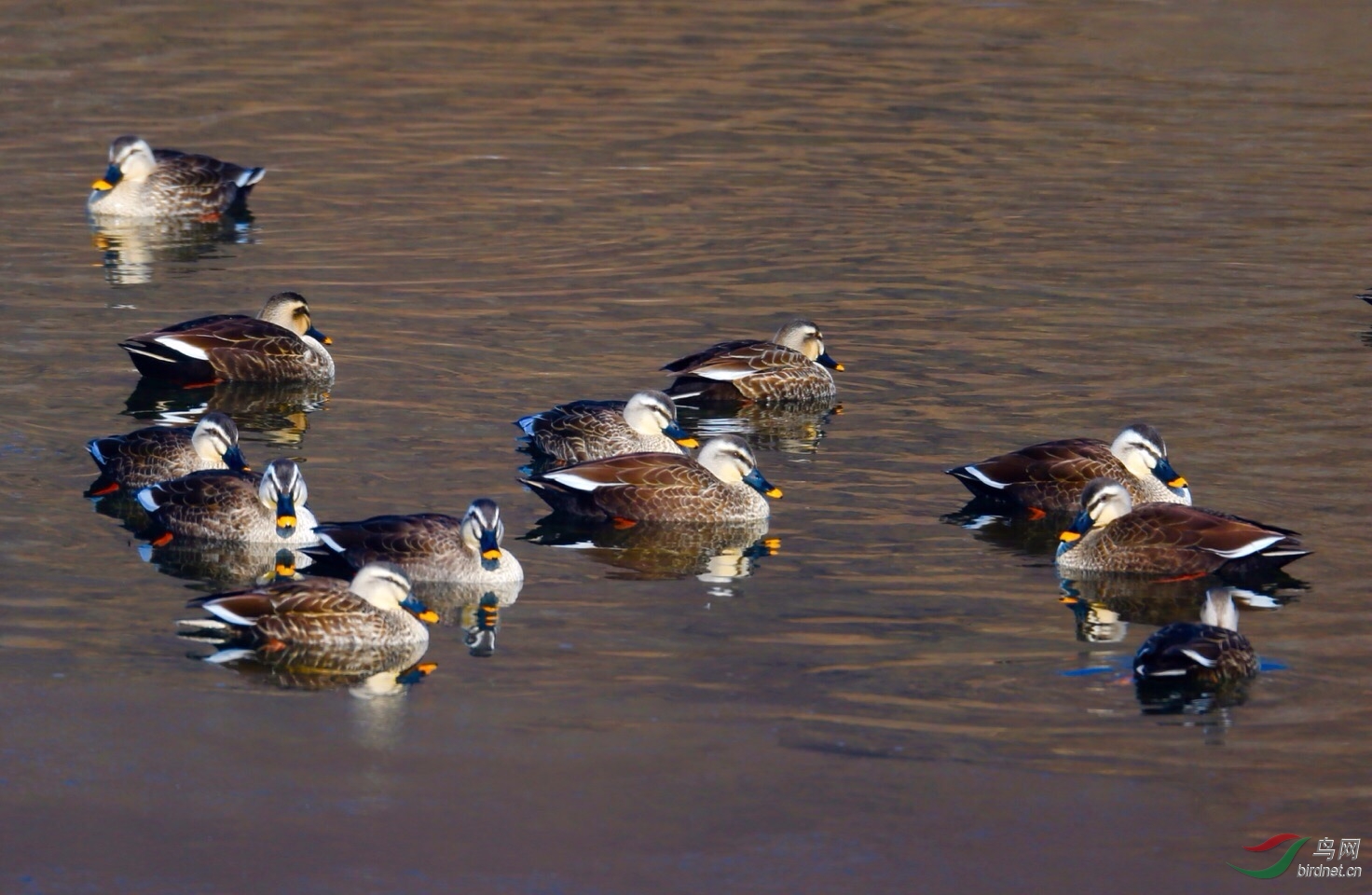 菜鸭一组也上图(斑嘴鸭)