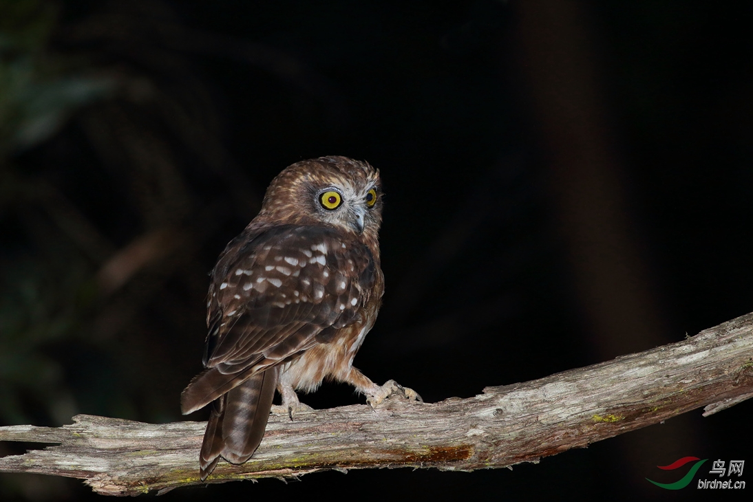 Y-southern boobook_���˺�_����.jpg