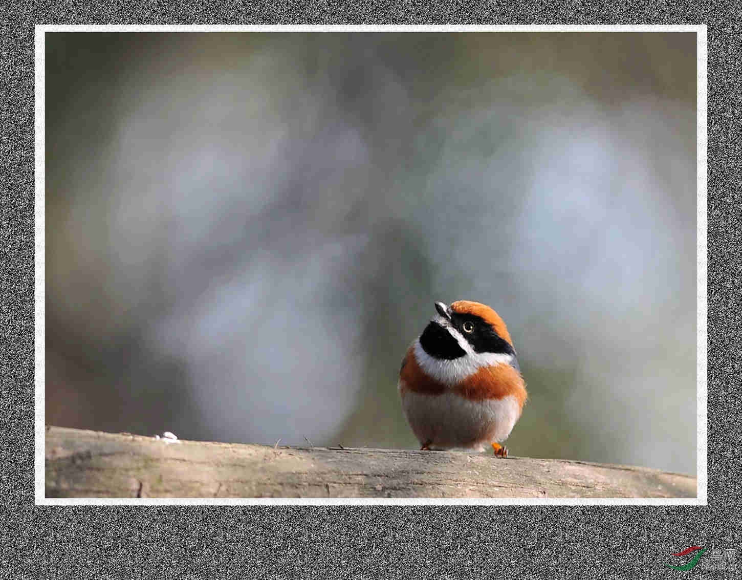 咏鸟古诗词赏析 (之一)