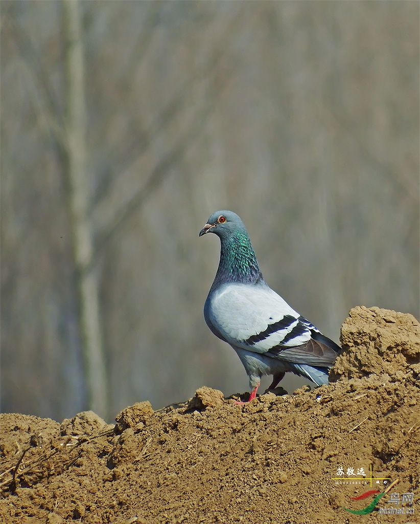 DSCF7485СС.jpg