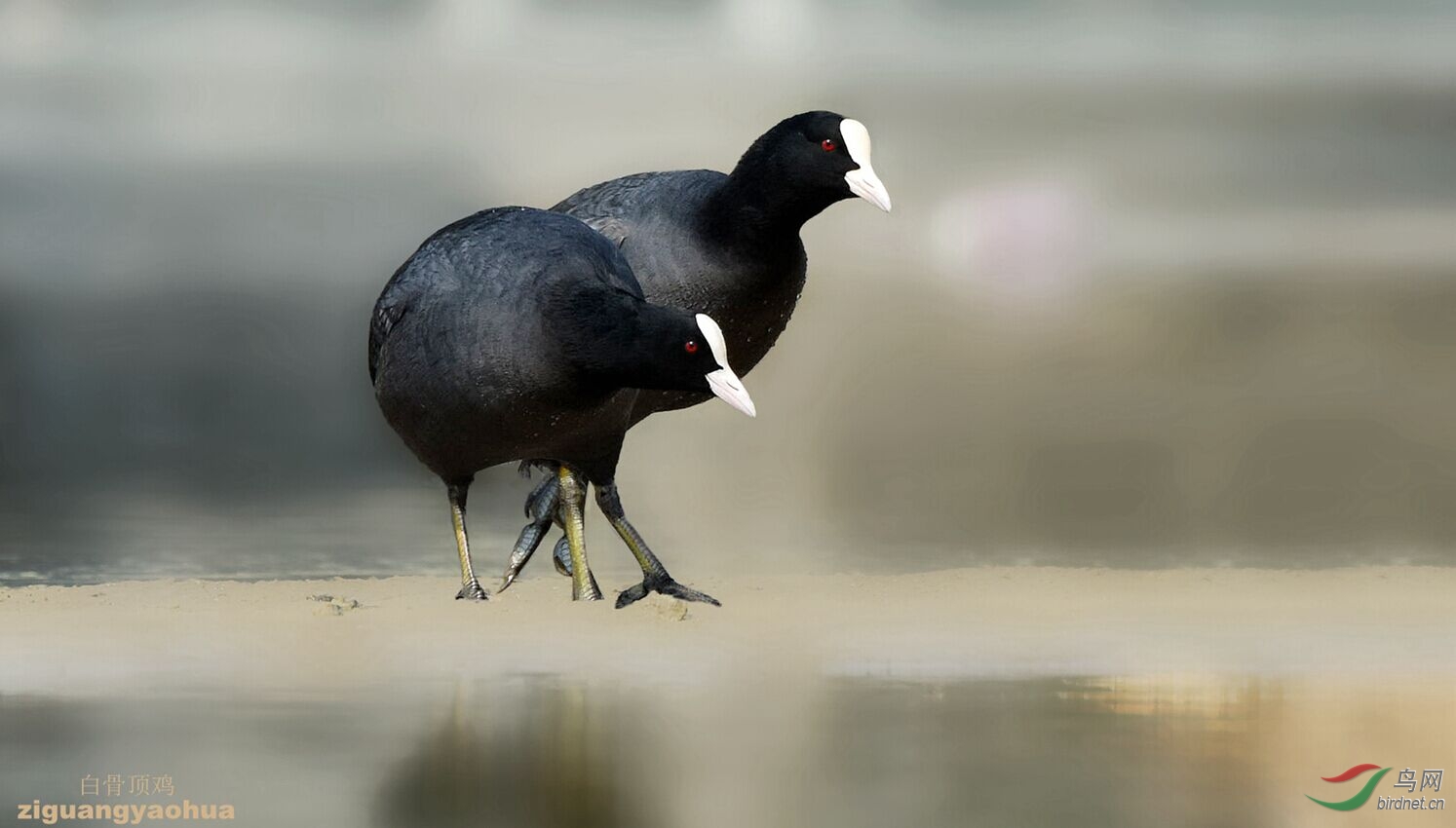 (白骨顶)祝贺白骨顶鸡相扑表演图4荣登鸟网每日精华图片首页
