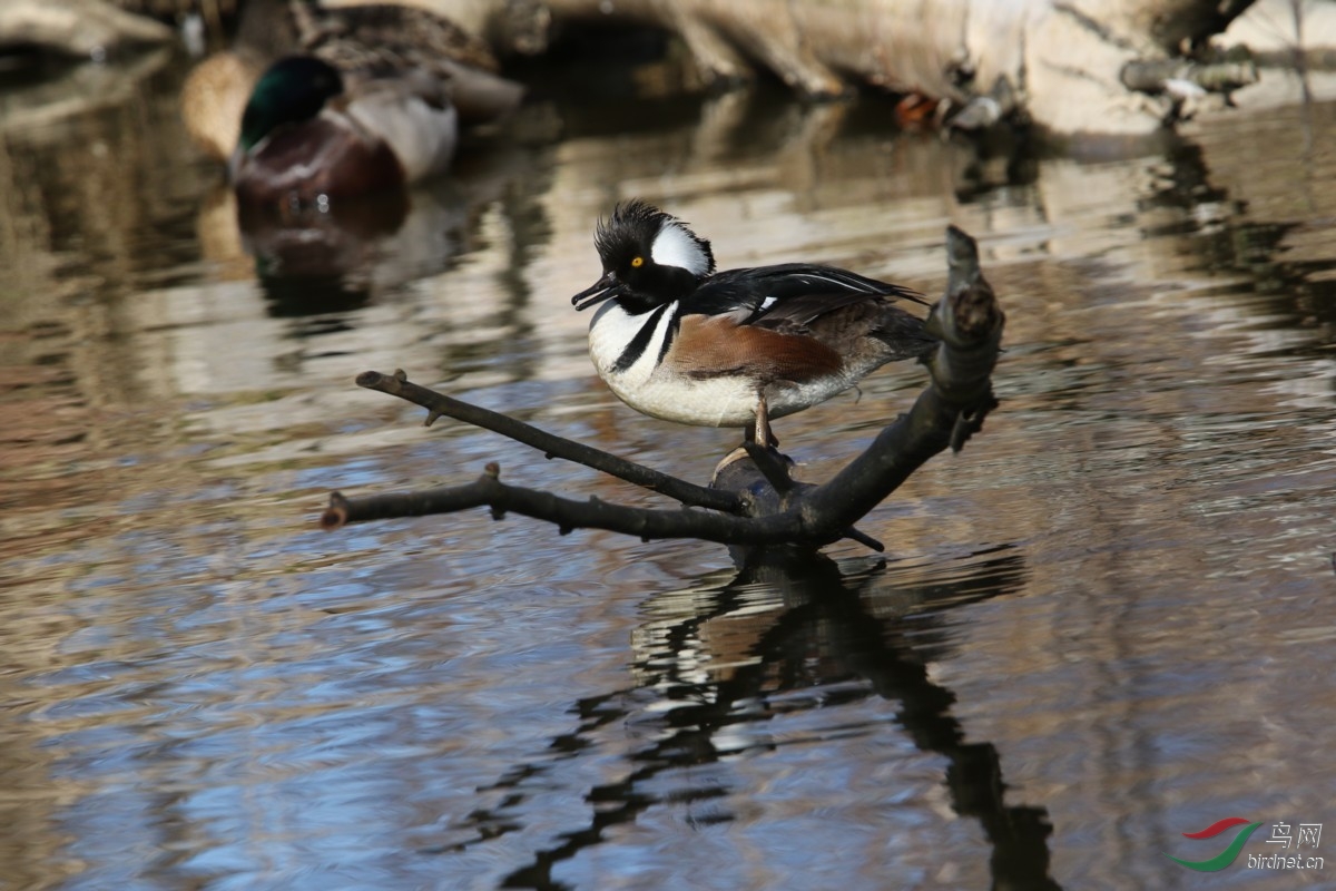 ������ͼ��ȫ����С��ʾ��ͼ����