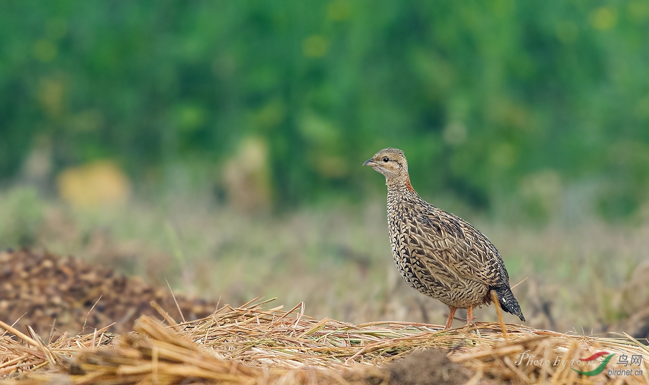 (黑鹧鸪)黑鹧鸪!