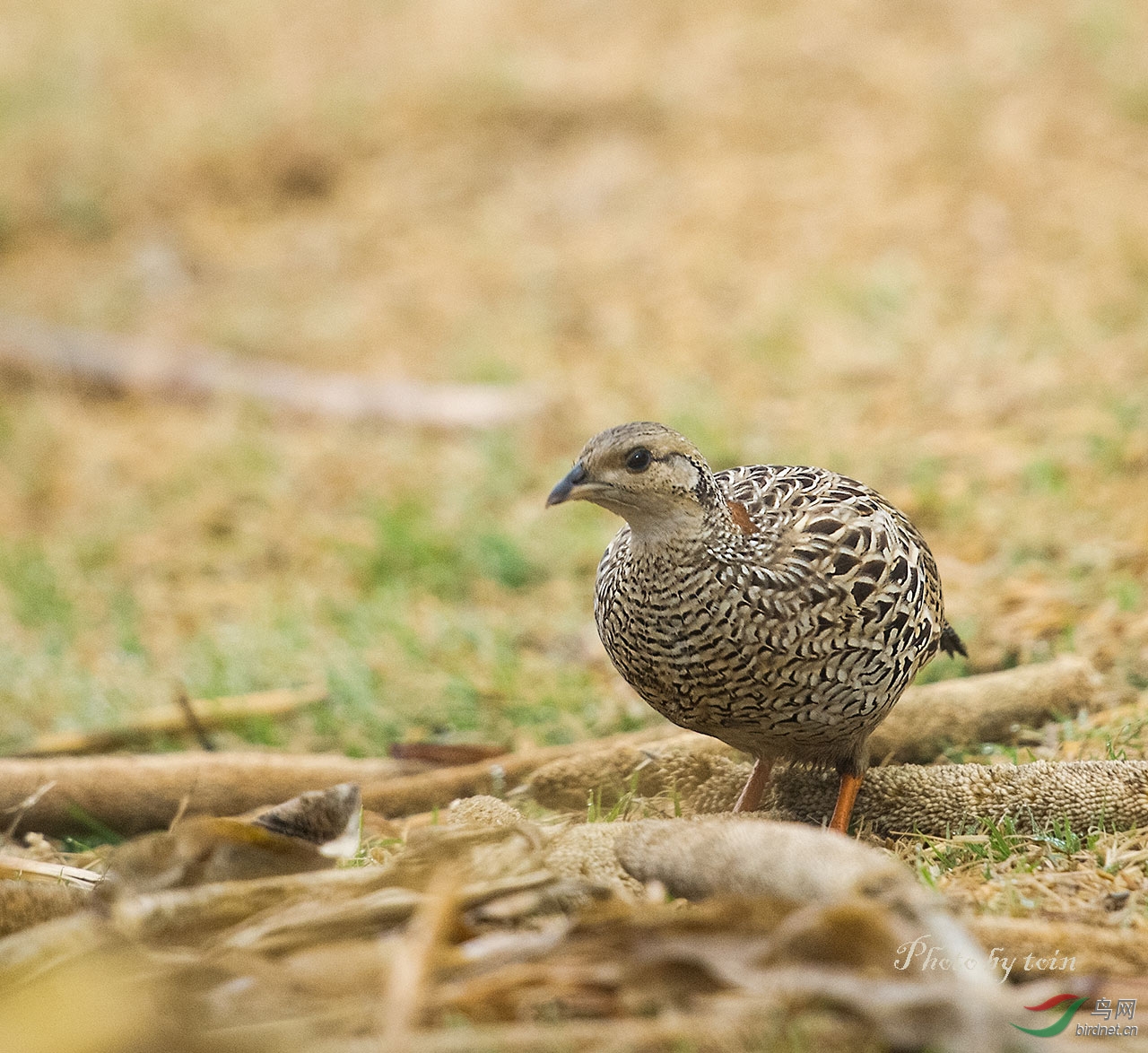 (黑鹧鸪)黑鹧鸪!