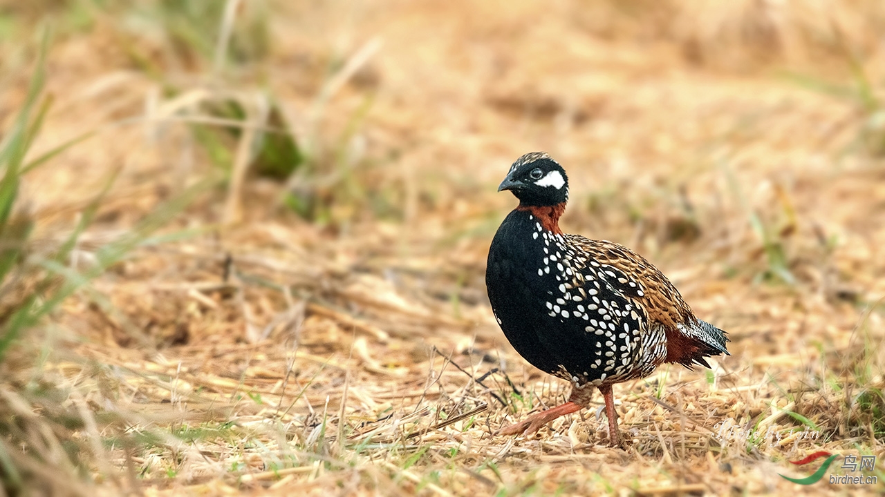 (黑鹧鸪)黑鹧鸪!