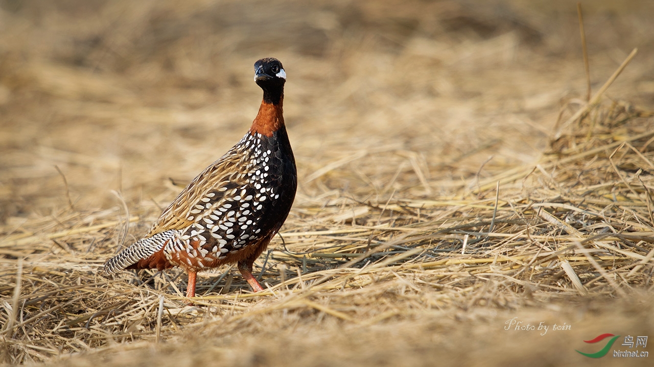 (黑鹧鸪)黑鹧鸪!